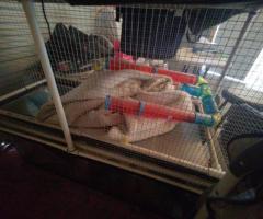 Custom Hamster Cage