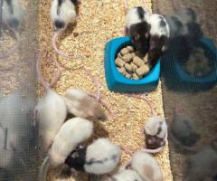 Fancy Rats – 2 months old
