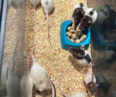 Fancy Rats – 2 months old