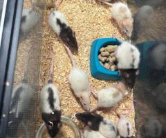 Fancy Rats – 2 months old