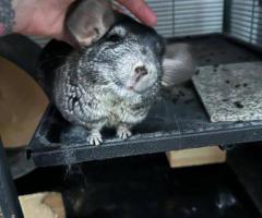 Female Chinchilla with Complete Setup - 1