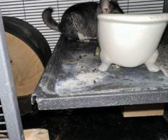 Female Chinchilla with Complete Setup - 2