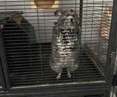 Female Chinchilla with Complete Setup - 3