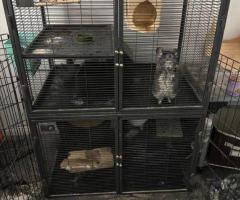 Female Chinchilla with Complete Setup - 4