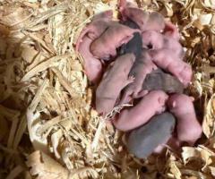 Feeder Rats & Mice Available – Live & Frozen