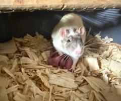 Feeder Rats & Mice Available – Live & Frozen