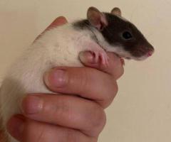 Hand-Tamed Baby Rats