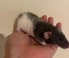 Hand-Tamed Baby Rats