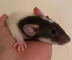 Hand-Tamed Baby Rats