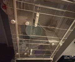 Male Chinchilla with Full Setup