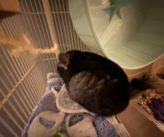 Male Chinchilla with Full Setup