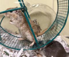 Bonded Male Gerbils - 1