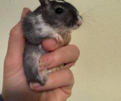 Bonded Male Gerbils - 2