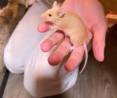 Friendly Baby Boy Mice Ready for New Homes