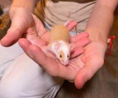 Friendly Baby Boy Mice Ready for New Homes