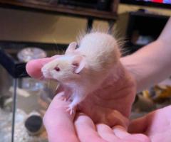Friendly Baby Boy Mice Ready for New Homes