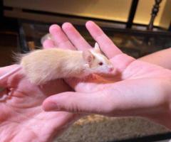 Friendly Baby Boy Mice Ready for New Homes