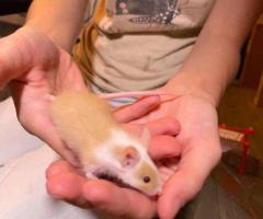 Friendly Baby Boy Mice Ready for New Homes