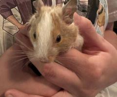 Male agouti and fancy Degu babies