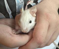 Male agouti and fancy Degu babies