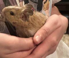 Male agouti and fancy Degu babies