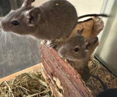 Male agouti and fancy Degu babies
