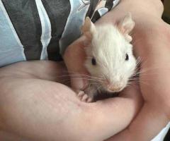 Male agouti and fancy Degu babies