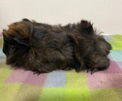 2 male Peruvian guinea pigs