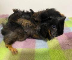 2 male Peruvian guinea pigs