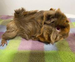 2 male Peruvian guinea pigs