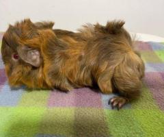 2 male Peruvian guinea pigs
