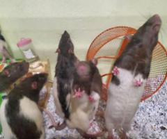 Fancy Pet Rats available for rehoming