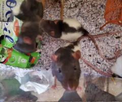 Fancy Pet Rats available for rehoming