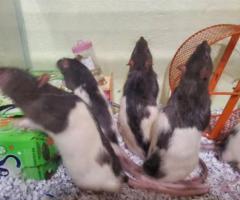 Fancy Pet Rats available for rehoming