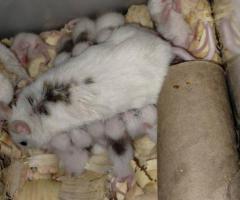 African Soft Fur (ASF) Feeders