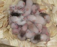 African Soft Fur (ASF) Feeders