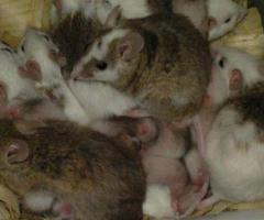 African Soft Fur (ASF) Feeders