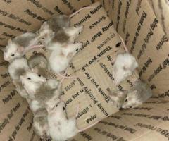 African Soft Fur (ASF) Feeders