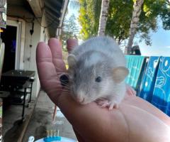 3 sweet baby dumbo pet rats