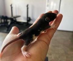 3 sweet baby dumbo pet rats