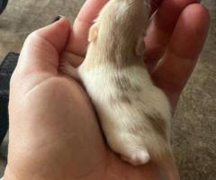 3 sweet baby dumbo pet rats