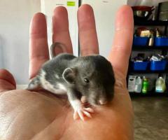 3 sweet baby dumbo pet rats