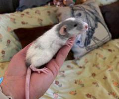 3 sweet baby dumbo pet rats