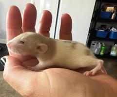 3 sweet baby dumbo pet rats - 6