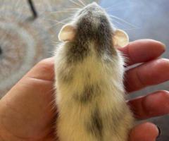 3 sweet baby dumbo pet rats - 7