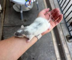 3 sweet baby dumbo pet rats - 8