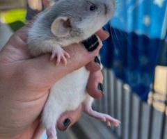 3 sweet baby dumbo pet rats - 9