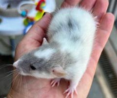 3 sweet baby dumbo pet rats - 10