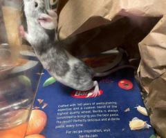 3 Gorgeous male fancy mice