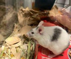 3 Gorgeous male fancy mice